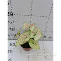 caladium ruxue with lower price